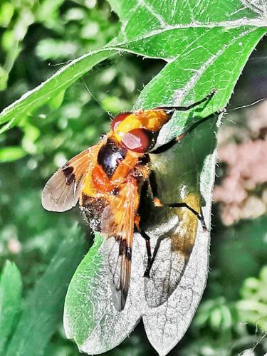 Volucella inflata